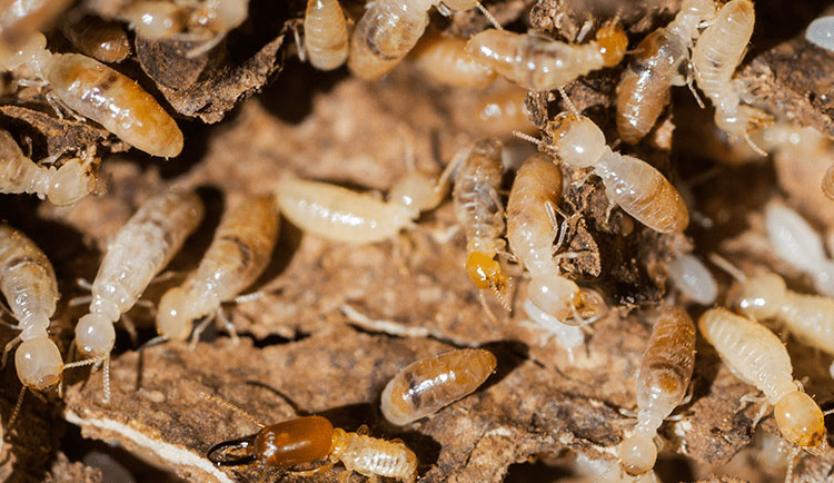 Active Termite's